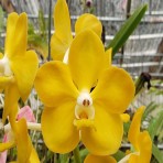 Vanda Adisak Royal Yellow-Flowering Size